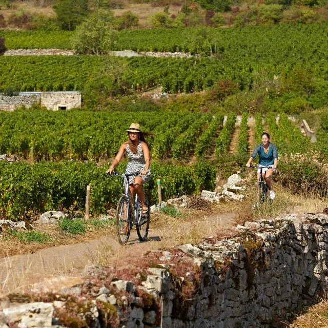 Randonnée des Grands-Crus et Climats de Bourgogne 2024 Inscription Résultats