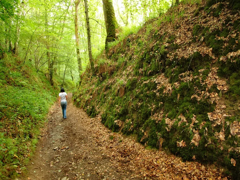 Trail de la Forêt de Caen 2024 Inscription Résultats